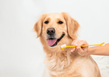 shutterstock 1722225841